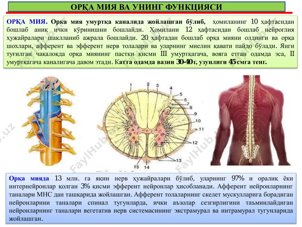 ий кўпригида ва қисман оралиқ мияда зич нерв толалари тармоғи билан ўзаро бириккан, йирик ва майда ядролардан тузилган тўрсимон тузилма бўлади. у мнснинг турли бўлимларини ўзаро боғлайди ва ҳаѐт учун муҳим бўлган бир қанча функцияни бажаради. катта яримшарлар пўстлоғининг фаолияти ретикуляр формация ҳужайраларининг фаоллигига боғлиқ. одам ухлаб ѐтганда ѐки бедор бўлганда унинг таъсир даражаси анча сезиларли бўлади. ретикуляр формация таъсирланганда одам уйғонади ва таъсир тўҳтатилганда уйқу бошланади. узунчоқ миянинг нафас марказида ретикуляр формациянинг бир қисми бўлади ва у шикастланганда нафас олиш тўҳтайди. бундан ташқари ретикуляр формация юрак-қон томир фаолиятини идора этишда иштирок этади. шу нерв тузилмаси туфайли томирларнинг нормал тонуси ва шунга мувофиқ ҳолда, қон босимининг нормал даражаси сақлаб туради. ретикуляр формациянинг интеграл функцияси қуйидагиларни ўз ичига олади: уйқу ва уйғоқлик ҳолаларини назорат қилади; мускулнинг фазовий ва тоник ҳолатини назорат қилади; ўтказувчи йўллар орқали қабул қилинган ахборотларни қайта ишлаш ретикуляр формация ретикуляр формация γ-мн α- мн γ –мотонейронларни мускул тонусини …