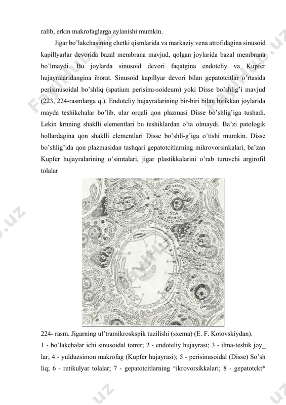 rining devori gepatotcitlarning tcitoplazmatik membranasidan iborat. o’t kanalchalari juda ham kichik bo’lgani uchun (diametri 0,5 - 1,5 mkm) oddiy mikroskopda ko’rish qiyin. ammo maxsus usullar bilan bo’yalganda ular aniq ko’rinadi. elektron mikroskopda tekshirilganda-o’t kanalchalari bo’shlig’ida jigar hujayralarining juda ko’p mikrovor-sinkalari chiqib turganligini ko’rish mumkin (225-rasm). o’t kanalchalari hech kachon hujryralararo bo’shliq bilan aloqa qilmaydi. chun-ki o’t kanalchalari hosil bo’lishida gepatotcitlar bir- biri bilan desmosoma va zich birikish hosil qiladi. bu esa o’t tarkibidagi moddalarning hujayralararo bo’shliq orqali qonga o’tishiga yo’l qo’ymaydi. jigar hujayralari - gepatotcitlar ko’p burchak (poligonal) shaklidagi yirik hujayralar (20-25 mkm) bo’lib (223, 224-rasmlarga q.). jigar hujayra elementlarining 60% ini tashkil qi-ladi va a’zoning ko’pchilik asosiy vazifalarini bajaradi. ge-patotcitlar sinusoid tomirlar va o’t kanalchalari bilan aloqada bo’lgani uchun ularda ikki qutb ajratiladi. har bir hujayrada qon kapillyarlariga qaragan 1-2 sinusoidal (tomirli yoki vas-kulyar) va o’t kanalchalariga qaragan 1-2 biliar qutblar hamda yon yuzalari tafovut qilinadi. gepatotcitlarning sinusoidal yuzasi …