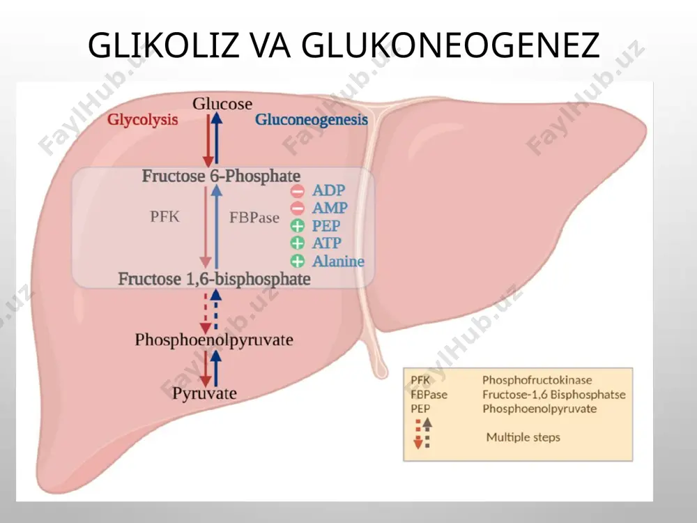 jigarda glikoliz va glikoneogenez boshqarilishi kotexolamin va glyukokortikoidlarning uglevod almashinuviga ta’siri - Page 2