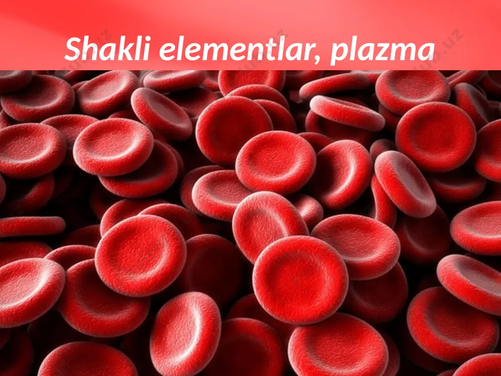 kiruvchi vitaminlar yetarli miqdorda bo‘lishi zarur. eritrotsitlar suyak ko‘migida hosil bo‘lib, qonga o‘tgandan so‘ng o‘rtacha 120 kun yashaydi. so‘ngra ular jigarda va taloqda parchalanadi. parchalangan eritrotsitlardan ajralgan temir moddasi suyak ko‘migida yosh eritrotsitlar hosil bo‘lishi uchun sarflanadi. parchalangan eritrotsitlarning gemoglobini tarkibidagi gem moddasi jigarda bilirubin moddasiga aylanib, o‘t suyuqligi hosil bo‘lishi uchun sarflanadi. eritrotsitlarning asosiy vazifasi organizmning barcha hujayralarini kislorod bilan ta’minlashdan iborat. ular tarkibidagi gemoglobin o‘pkalardan kislorodni o‘ziga biriktirib hujayralarga yetkazadi, ularda moddalar almashinuvi natijasida hosil bo‘lgan karbonat angidridni yana o‘ziga biriktirib o‘pkaga olib boradi. eritrotsitlarning soni va ular tarkibidagi gemoglobin miqdorining kamayishi kamqonlik (anemiya)kasalligi deb ataladi. bu kasallikning oldini olish uchun yuqorida aytilganidek, ovqat tarkibida oqsil, temir moddalari, vitaminlar yetarli miqdorda bo‘lishi, jismoniy mashqlar bilan muntazam shug‘ullanish, nafas oladigan havoning toza bo‘lishi kabilar katta ahamiyatga ega. leykotsitlar (oq qon tanachalari). leykotsitlar yadroli qon hujayralari bo‘lib, ular granulotsitlar (donador) va agranulotsitlarga (donasiz) bo‘linadi. leykotsitlar mikroblar va zararlangan hujayralarni yutib …