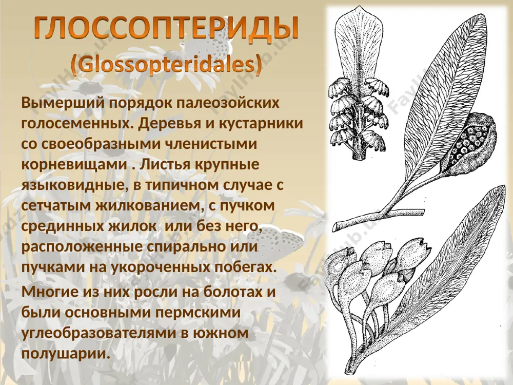 остатки растений в ископаемом состоянии - Page 5