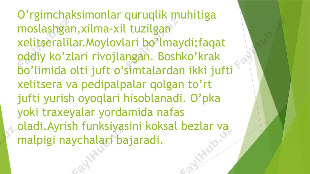 o’rgimchaksimonlar sinfiga umumiy tavsif - Page 3