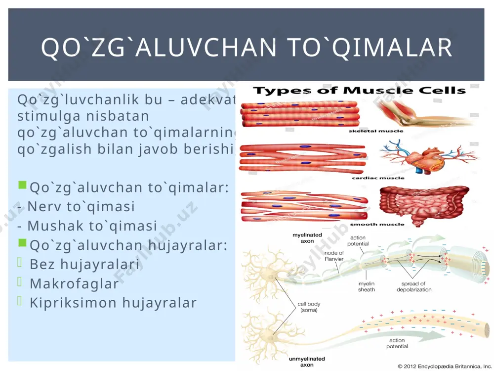 s-donnan muvozanati mavjud: gibbs – donan muvozanati 2-tajriba: ● elektrik gradient yoʻq: ● konsentransion gradient bor (cl va y uchun): ● gibbs-donnan muvozanati mavjud emas: gibbs – donan muvozanati gibbs-donnan effekti: ● elektrik gradient yoʻq: ● konsentransion gradient bor: ● gibbs-donnan muvozanati mavjud: gibbs – donan muvozanati maʼlum bir ionning membrana orqali bir tomonlama diffuziyasiga qarama -qarshi turuvchi, membrana boʻylab yuzaga kelgan diffuziya potensiali oʻsha ion uchun nernst potensiali deyiladi. nernst potensialining qiymati oʻsha ionning membrana ikki tomonidagi konsentratsiyalari nisbati orqali aniqlanadi. nernst tenglamasi nernst tenglamasi nernst tenglamasi xar bir ionning muvozanat potensialini alohida oʻlchashga imkon beradi. ammo membarana potensialining kattaligi xar doim k+, na+, cl-, ionlarining oʻtkazuvchanligiga bogʻliq. xar xil ionlarning membrana potensialining generatsiyasidagi rolini goldman-xodjkin-katz doimiyligi bilan ifodalash mumkin. bu yerda: v =membrana potensiali r= gaz konstantasi t= absolyut xarorat f =faradey konstantasi pk = membrananing shu ionlar uchun oʻtkazuvchanligi, qavslar konsentratsiyani bildirsa, o (outside – tashqaridagi) va …