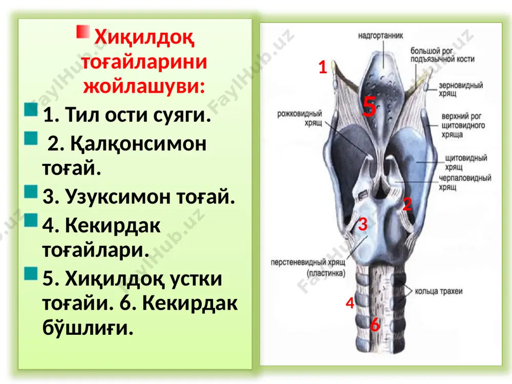 қизариб шишган, айрим жойларида тўқималарни чегараланган некрози юзасида йирингли ажралма даволаш овқатланиш режими бунда ўта совуқ ёки ўта иссиқ, аччиқ ва шўр овқат истемол қилиш,спиртли ичимлик ичиш,чекиш ман қилинади. томоққа ёғли-ишқорли инголяциялар тавсия этилади. таркибида антибиотиклар тутган аэрозолардан (каметон,ингалипт) фойдаланилади балғам кўчирувчи дорилар (термопсис,ипекакуана), антибиотиклар ва антигистамин (димедрол,пипольфен,супрастин) дорилар тавсия этилади сурункали ларингитлар (larynqitis chronica) сурункали ларингитлар лор аъзолари касал ликларини 8-10% ташкил қилади. касалликда асосан ўзгаришлар овоз бойламлари, чўмичсимон тоғайлар оралиғидаги жойларда ва чўмичсимон тоғайни овоз юзаларида кузатилади. клиник кечиши бўйича уч тури тафовут қилинади: катарал гипертрофик атрофик сурункали катарал ларингит (larynqitis catarrhalis chronica) беморларни доимий шикоятлари: овозни хирилаб тез чарчаб қолишига балғам ажралиши билан давом этадиган йўталга томоқда қичиши ёт жисм борлиги хиссиётига ларингоскопия қилиб кўрилганда хиқилдоқнинг шиллиқ пардаси, айниқса овоз бойламлари сохасида ва чўмичсимон тоғайлар оралик бўшлиғда, шиллиқ пардалар қизирган, шишган ва ёпишқоқ шилимшиқ ажралма билан қопланган бўлади, бунинг натижасида нафас олишда ва овоз чиқаришда овоз бойламларини …