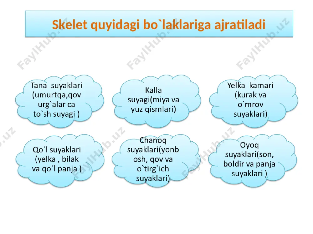 osteologiya-suyaklar haqida ma’lumot - Page 4