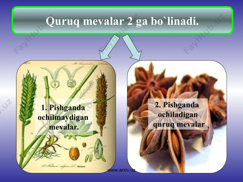 ho’l va quruq mevalar bir va ko’p urug’li mevalar - Page 4