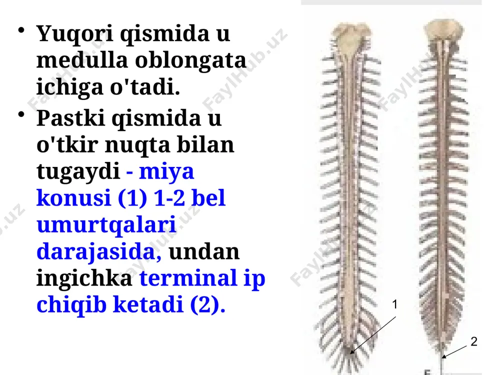 orqa miyaning fiziologiyasi - Page 3