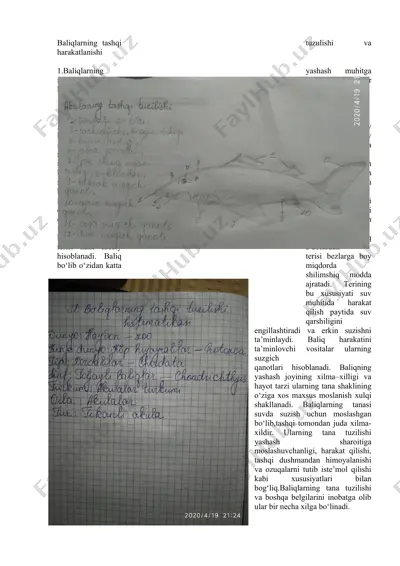 baliqlarning tashqi tuzulishi va harakatlanishi — DOCX