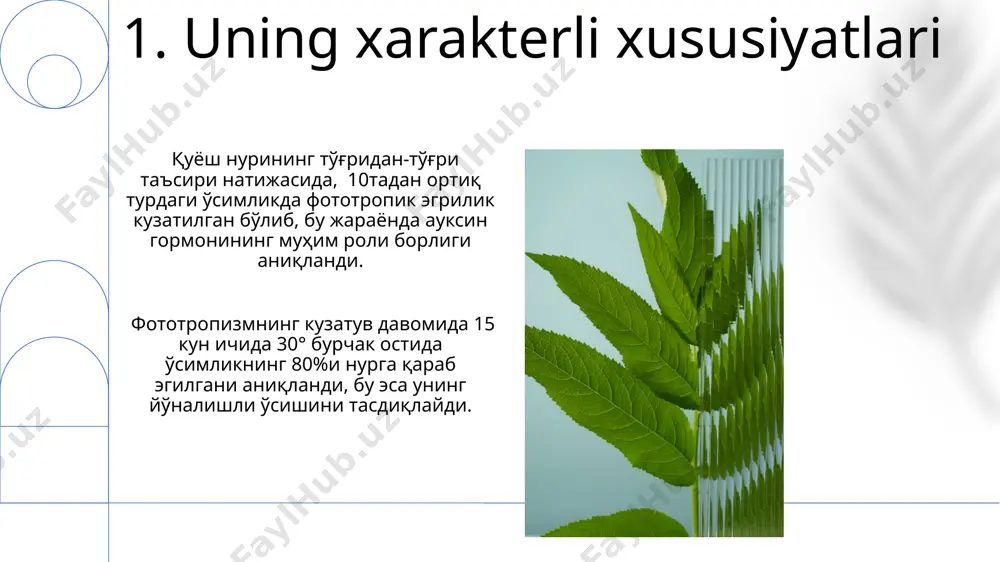 fototropizm tushunchasi - Page 3