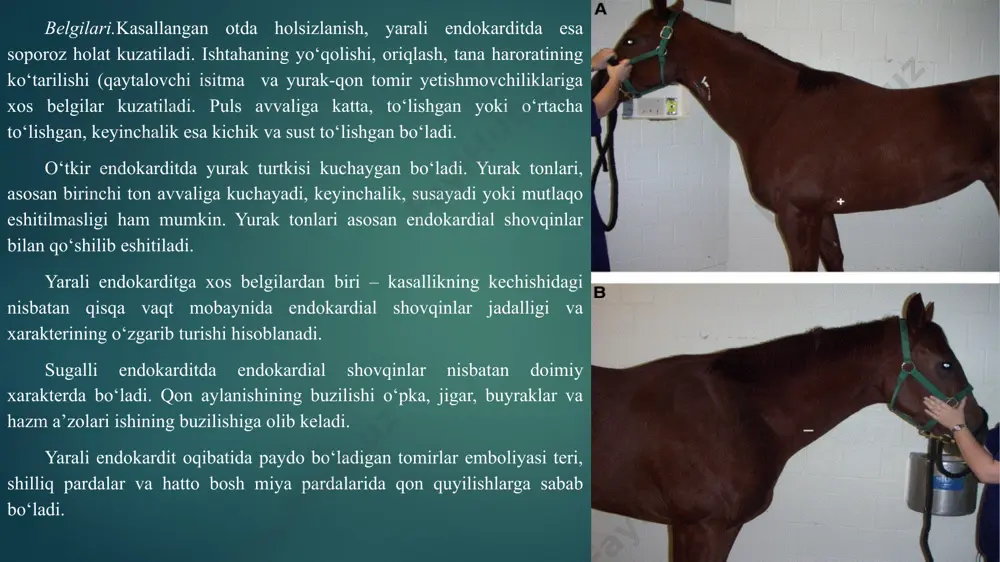 nozi va tromboz kuzatiladi. belgilari. hayvonda holsizlanish, ishtaxaning pasayishi va haroratning ko‘tarilishi kuzatiladi. mahsuldorlik va ish qobiliyati pasayadi. o‘tkir miokarditning boshida taxikardiya, ekstrosistoliya, pulsning to‘lishgan va kuchli to‘lqinli bo‘lishi, yurak sohasida og‘riq, yurak urishlarining kuchayishi va ba’zan to‘rtkili bo‘lishi, yurak tonlarining, asosan 1-tonning kuchayishi, arterial bosimning oshishi va qon harakatining tezlashishi kabi asosiy belgilar kuzatiladi. ekg da r, r va asosan t tishlarning kattalashishi, r q va q t oraliqlarning qisqarishi va ba’zan s t bo‘lagining joyidan qo‘zg‘alishi va ekstrasistoliya kuzatiladi. kasallikning ikkinchi davrida, ya’ni miokardda distrofik va degenerativ o‘zgarishlar paytida yurak-qon tomir etishmovchiliklari (hansirash, ko‘karish, shish, aritmiya paydo bo‘ladi. aritmiyaning qorinchalar ekstrosistoliyasi, bo‘lmachalar qaltirog‘i, gissa tuguni oyokchalarining qamali kabi turlari kuzatiladi. puls kichik va to‘lishmagan bo‘ladi. yurak urishlari susayadi, 1-ton kuchayadi va ba’zan ikkiga bo‘linadi yoki biroz cho‘zilgan bo‘ladi. ikkinchi ton susayadi. taxikardiya va miokardning qisqaruvchanlik qobiliyatining susayishidan har bir sistola paytida aortaga haydalayotgan qonning miqdori kamaya boradi va …