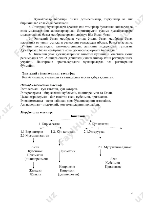 ўнгач эпителийси унинг ёрилиши ва титилишига қаршилик қилади, шунинг учун у бир неча қаватдан иборат. тери юзаси ҳаво билан муносабатда бўлади, шунинг учун унинг қуриб қолишидан ҳимояланишга эҳтиёж туғилади, буни эса мугуз қаватни қоплаган кератинли кўп қаватли эпителий таъминлайди. бундан ташқари кератин сувдан бўкиб қолишдан ҳимоя қилиб туради. қуриб қолишдан ҳимоя қилиш ички аъзолар учун ҳам муҳимдир, лекин бу ерда у секрецияси ҳисобига юз беради. эпителий захарли моддалар ва микроорганизмлар учун тўсиқ ҳисобланади. 2. эпителий тўқимасидаги ҳужайралар пластлар (ёпқич эпителий), тасмалар (жигарда), оролчалар (меъда ости безида), найлар (безларда, буйрак каналчаларида), фолликуллар (қалқонсимон безда), тўрлар (тимусда) ҳосил қилади, уларнинг орасида деярли ҳужайралараро модда бўлмайди. 3. ҳужайралар бир-бири билан десмосомалар, тирқишлар ва зич бирикишлар ёрдамида боғланади. 4. эпителий ҳужайралари орасида қон томирлар бўлмайди, кислород ва озиқ моддалар қон капиллярларидан бириктирувчи тўқима ҳужайралараро моддасидан ва базал мембрана орқали диффуз йўл билан ўтади. 5. эпителий базал мембрана устида ётади, базал мембрана базал пластинка ва …