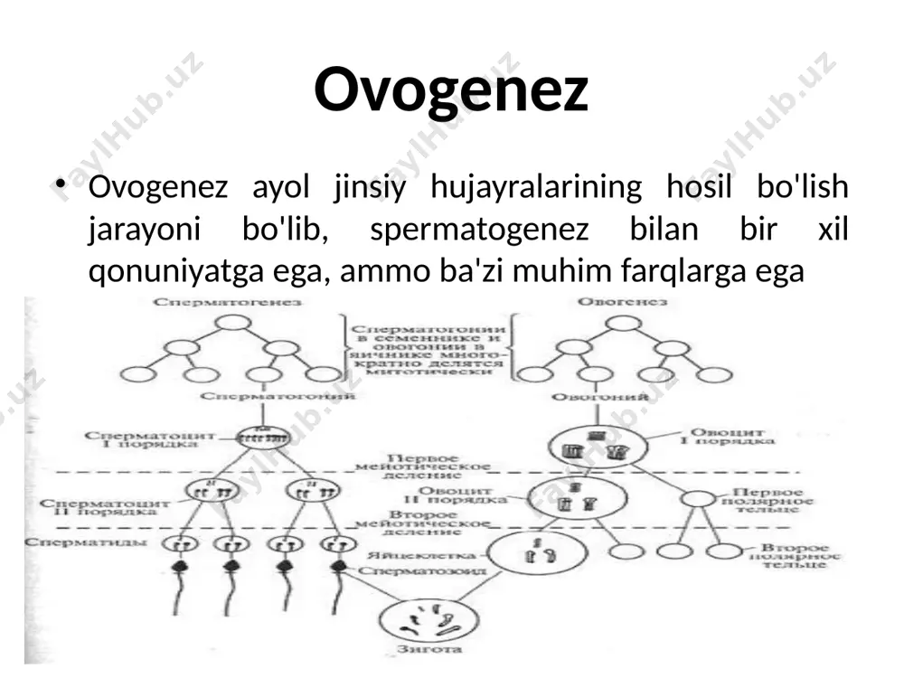 bo'linish natijasida meyoz, ikkinchi tartibli katta oosit va birinchi qutb tanasi hosil bo'ladi va ikkinchi bo'linishdan keyin xromosomalarning haploid to'plami bilan urug'lantirilishi va keyingi rivojlanishiga qodir etuk tuxum hujayrasi va ikkinchisi. qutb tanasi hosil bo'ladi. kichik hujayralar bo'lgan qutb jismlari oogenezda rol o'ynamaydi va oxir-oqibat yo'q qilinadi. ovogenez erkaklarda faqat balog'at yoshida boshlanadigan sperma shakllanishidan farqli o'laroq, ayollarda tuxum shakllanishi ular tug'ilishidan oldin boshlanadi va har bir tuxum uchun faqat urug'lantirilgandan keyin tugaydi. shu sababli, qizning homila rivojlanishi bosqichidan boshlab har qanday noqulay ekologik omillar uning naslida genetik anomaliyalarga olib kelishi mumkin. ovogenez reproduktiv fazada diploid ovogoniyalar mitoz yo'li bilan qayta-qayta bo'linadi. o'sish bosqichi meiozning 1 interfazasiga to'g'ri keladi, ya'ni. uning davomida hujayralar meiozga tayyorlanadi: ozuqa moddalarining to'planishi tufayli hujayralar sezilarli darajada oshadi. o'sish fazasining asosiy hodisasi dnk replikatsiyasidir. yetilish bosqichida hujayralar meioz yo'li bilan bo'linadi. meyozning birinchi bo'linishi paytida ular 1-tartibdagi oositlar deb ataladi. birinchi meyotik bo'linish natijasida ikkita …