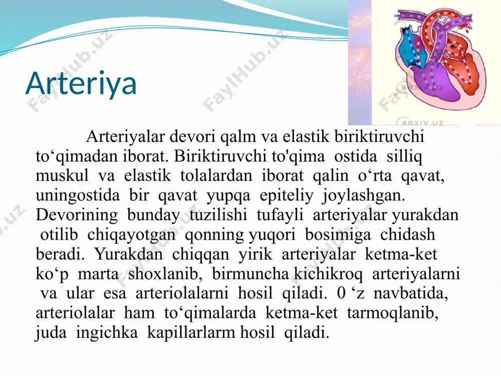 qon tomirlari, qon aylanish doirasi - Page 4