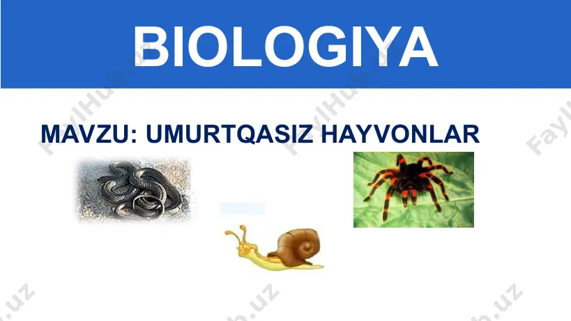 zil rangda qora xollari bor hasharot. bu rang ogohlantiruvchi rang bo‘lib, qushlarni “sassiq suyuqligim bor, menga tegma” deb ogohlantiradi. xonqizi o‘simlik zararkunandasi bo‘lgan shira bitlarini yeb, foyda keltiradi. umurtqasiz hayvonlar umurtqasiz hayvonlar keng tarqalgan organizmlardir. ularni daryo va dengizlarda, tuproq ostida, tashlandiq yerlarda, odam yashaydigan xonadonlarda, havoda uchib yurgan holatda ko‘rishimiz mumkin. mustaqil bajarish uchun topshiriqlar: 1. darslikning 62-67-sahifalaridagi “umurtqasiz hayvonlar” mavzusini o‘qing. 2. mavzuga oid rasmlarni chizing.