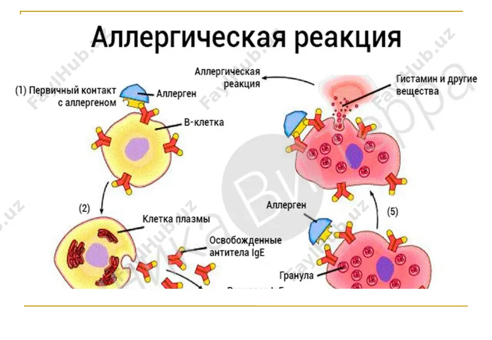 apii otsutstvie neobxodimosti ejednevno (neskolko raz v nedelyu) prinimat preparati vozmojnost provodit lechenie vne zavisimosti ot nalichiya persistiruyushix zabolevaniy polosti rta nedostatki podkojnoy asit visokiy risk razvitiya sistemnix pobochnix effektov protsedura in'ektsiy neobxodimost chastix vizitov k vrachu vremennie zatrati dlitelnost kursa stoimost ogranichennoe chislo bolnix * eto lokalniy metod asit . metod obretaet vse bolshuyu populyarnost. bezopasen kak dlya vzroslix, tak i dlya detey. posle naznacheniya vrachom patsienti mogut prinimat preparat samostoyatelno ne poseshaya kliniki (chto otlichaet slit ot in'ektsionnoy immunoterapii) vsemirnaya organizatsiya zdorovya (voz) priznala slit kak alternativu in'ektsionnoy sit. th0 th1 threg limfaticheskie uzli sublingvalnaya oblast estestvenno zaprogrammirovana organizmom na vozniknovenie tolerantnosti allergen ne pronikaet v krovotok, a zaxvativaetsya kletkami langergansa, kotorie migriruyut v limfouzli pri etom risk anafilakticheskogo shoka prakticheski isklyuchaetsya vo vsem mire v literature opisani tolko 11 sluchaev anafilakticheskogo shoka sublingvalnimi preparatami na protyajenii bolee 20 ispolzovaniya * mexanizm sublingvalnogo metoda terapii primenenie sublingvalnogo metoda …