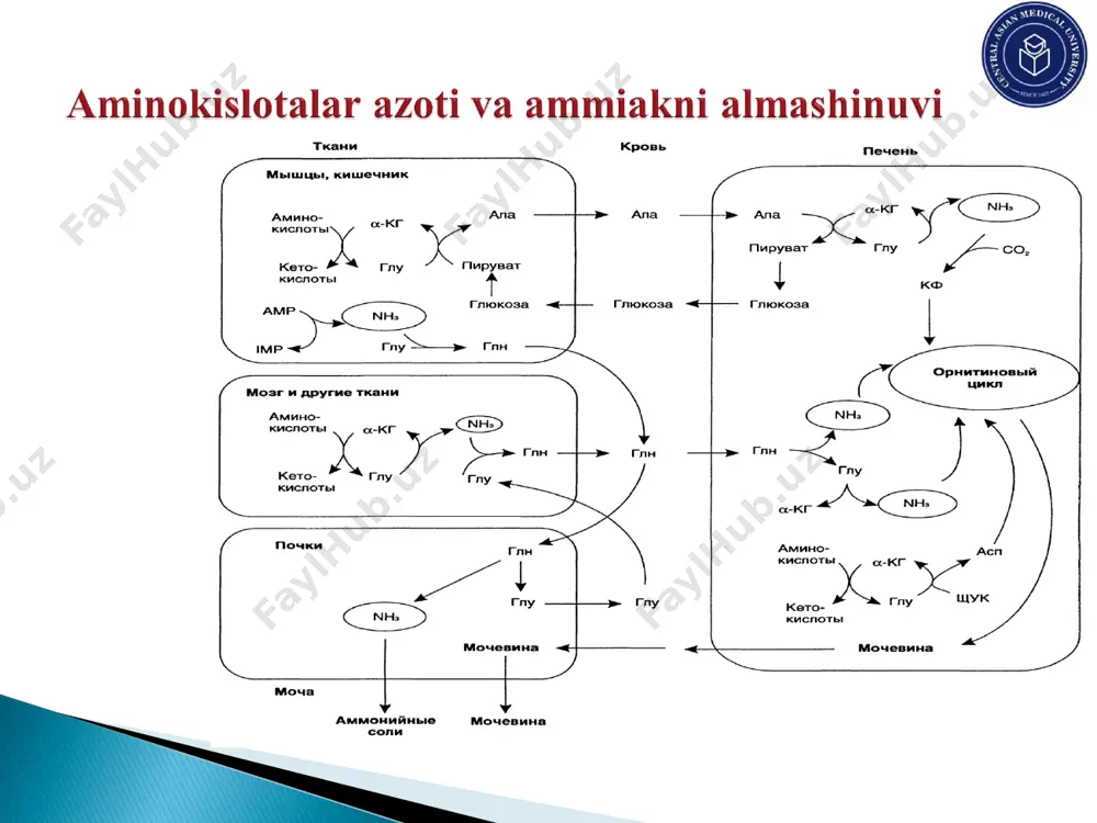 tishmovchiligi, erta o'lim. transmetillanish –s-adenozilmetionindan spesifik metiltransferazalar yordamida metil -ch3 –guruhini akseptorlarga o'tkazilishi bilan boradigan reaksiyalar. s-adenozilmetioninning metil guruhi quyidagi sintez reaksiyalarida ishlatiladi:  guanidin asetat → kreatin  etanolamin → xolin  nikotinamid → n-metilnikotinamid  noradrenalin → adrenalin  anserin → karnitin  metillangan asoslar va zararsizlantirish reaksiyalari  serin betta uglerodi,  glisin alfa uglerodi,  metionin, xolin sn3 guruhi,  triptofan indol halqasi 2-uglerod atomi,  gistidin imidazol halqasi 2-uglerod atomi. 1) birinchi bosqichi buyrakda glisin-amidino- transferaza fermenti ishtirokida sodir bo'ladi.  arginin + glisin → guanidinasetat + ornitin 2) ikkinchi bosqich jigarda guanidinasetatmetiltransferaza fermenti ishtirokida kechadi.  guanidinasetat + sam → kreatin + sag 3) uchinchi bosqich mushakda sodir bo'ladi kreatin + atf ↔ kreatin-fosfat + adf kreatin-fosfat → kreatinin + h3po4  organizmda 2% ga yaqin kreatin kreatininga aylanadi.  mushaklarda kreatin miqdori - 25-55 g/kg, yurak mushagida – 15-30 g/kg, miya to'qimasida – …