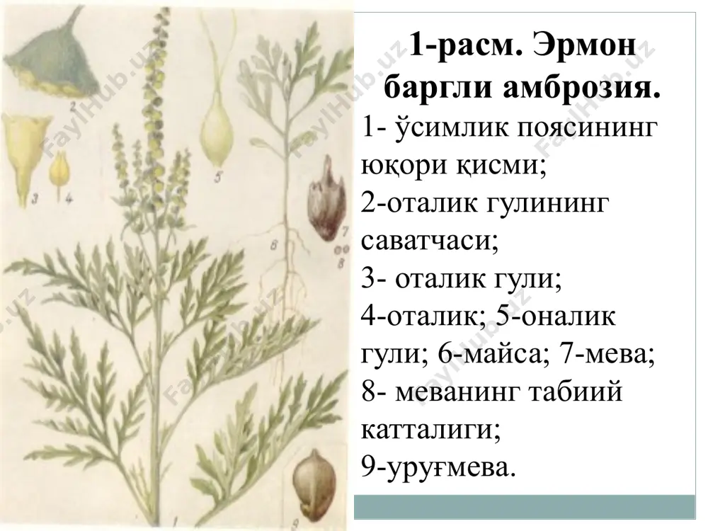 си деб ҳам юритилади. амброзиянинг касаллик қўзғатиш хусусияти биринчи бор қарийб 100 йил муқаддам ақшда исботланган. ушбу мамлакатда йилига 7-12 млн. дан ортиқ инсонлар амброзияли полиноз касаллигига чалинади. мдҳ давлатларида ҳам тиббиёт олимларининг ўтказган кузатувлари шуни кўрсатдики, хар 1000 та ахолининг 20-100 тасида ушбу касаллик қайд этилган. тиббиёт олимларининг аниклашича, хавонинг хар 1 см3 хажмида эрман баргли амброзиянинг чанглари 20 та чанг доначасидан кам бўлмаганда инсонлар касаллана бошлайди. таъкидлаш жоизки, гуллаш мавсумида хар 0,1 м2 майдондаги популяциялардан 8 млрд. дан ортиқ чанг доначалари ажралиб чикади. ақшда йилига ушбу карантин тур томонидан 1 млн. т гача чангдон етилиб чиқади, унинг бир граммида эса 90 млн. донагача чанг доначалари мавжуд бўлади. касалликнинг энг яққол кўриниши кўз ва бурун шиллиқ пардасининг аллергик шамоллаши ҳисобланади. беморнинг бурни қичишади ва тез-тез аксириб туради. ушбу бошланғич белгилар янада оғир кўринишларни келтириб чиқариши мумкин (ҳароратнинг кўтарилиши, ринит, коньюнктивит, бронхиал астма). эрман баргли амброзия ўсимлигининг таркибида 0,07 дан …