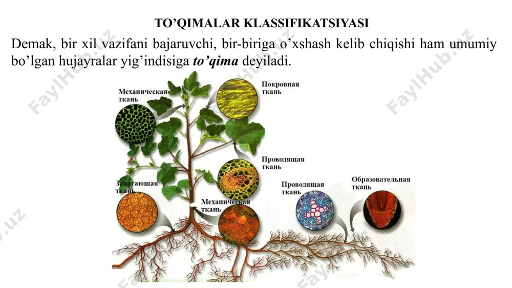 va joylashishiga ko’ra qoplovchi to’qimalar uch guruhga; epiderma, po’kak yoki periderma hamda quruq po’stloqqa (ritidom) bo’linadi. epidermis o’simlikning barg va yosh novdalarini tashqi tomondan o’rab turuvchi bir qavat zich joylashgan tirik parenximatik hujayralardan tuzilgan. hujayra po’sti esa bir necha bor bukilgan. ichida yirik vakuolasi bo’ladi. xloroplastlar epidermis hujayralarida uchramaydi, bu hujayralarning po’sti esa hamma joyida ham bir xil qalinlashmagan. tashqi muhit, ya‘ni atmosfera tomon joylashgan hujayra po’sti boshqa qismlariga qaraganda qalinroq bo’ladi. buning ustiga u yerda kutin qavati, mum qatlami va mayda tukchalar zich bo’lib joylashadi. qoplovchi to’qimalar) qoplovchi to’qimalar) po’kak (periderma). odatda epidermis o’simlik organlarida bir necha oydan yilgacha saqlanadi, keyin esa to’kiladi va uning o’rnini ikkilamchi qoplovchi to’qima – po’kak egallaydi. ko’pchilik o’simlik ildiz va poyalarida ikkilamchi ksilema hosil bo’lishi bilan ildiz hamda poyaning epidermasi o’rnini periderma egallaydi. periderma - murakkab ko’p qavatli qoplovchi to’qima, chunki tuzilishi va vazifalari har xil bo’lgan hujayralar majmuasidan iborat: fellema (po’kak) - …