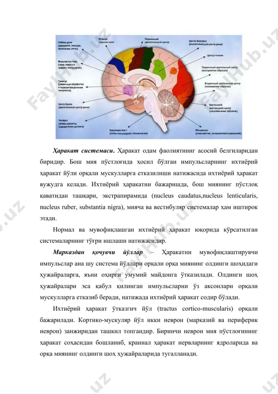 чиқамиз. пирамида йўл – биринчи неврон мия пўстлоғининг олдинги марказий пуштаси ва парацентал бўлакчасининг бешинчи қаватида жойлашган гигант пирамидасимон (бец) ҳужайраларидан бошланади. олдинги марказий пуштанинг энг юқори қисмида ва парацентрал бўлакчада, оёқ мускулларига таъллуқли ҳужайралар, соҳаси жойлашган. олдинги марказий пуштанинг энг юқори қисмида оёқ мускулларига таълуқли ҳужайралар,сўнгра тана ва қўл мускулларига таълуқли ҳужайралар соҳаси жойлашган.олдинги пуштанинг пастки қисмида юз, лаб, тил, ютқин ва чайнов мускулларига тегишли ҳужайралар соҳаси жойлашган. шуни айтиш керакки, гавданинг бир томонидаги ҳаракат соҳаси қарама-қарши ярим тана мускулларнинг ишини идора қилади, яъни ўнг томонда жойлашган олдинги пушта тананинг чап томонидаги қўл ва оёқни, чап томондаги марказий пушта эса ўнг қўл ва оёқни ҳарактлантиради. бош миянинг ҳаракат соҳасидаги ҳужайра аксонлари нурсимон тож ҳосил килиб, ички капсула томон йўналади ва олдинги учдан икки бўлагидан ғуж бўлиб ўтади. ички капсуланинг тизза қисмидан бош ва юздаги мускулларни ҳаракатлантиришга тегишли кортико-нуклеар невронлар ўтади. пирамида йўли ички капсуладан мия оёқчасига ўтиб, унинг асосида …