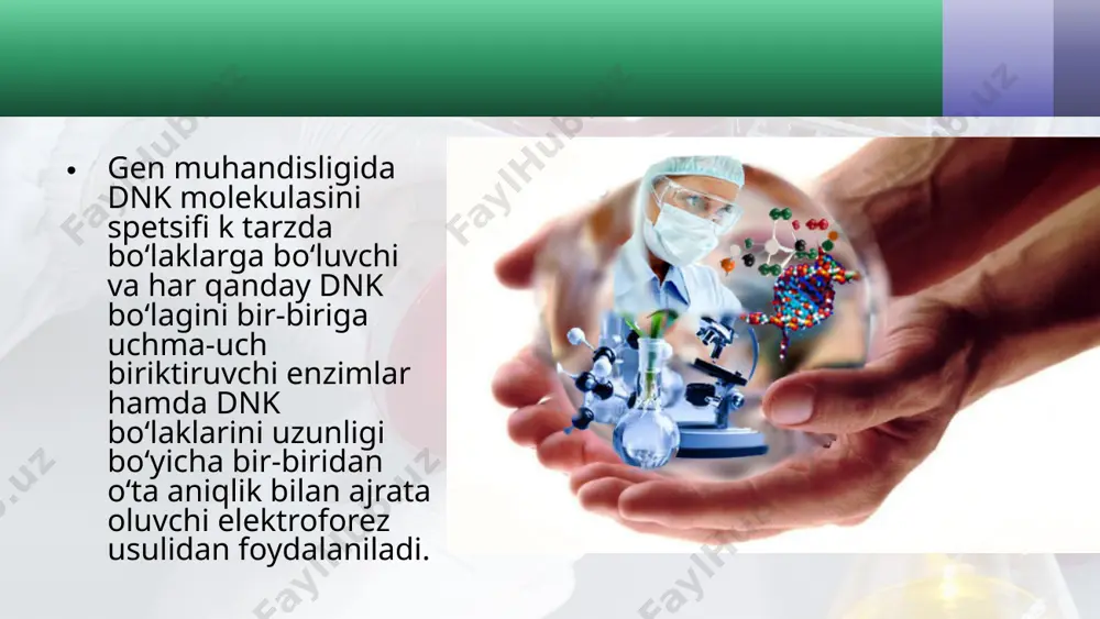 aladi. ligaza yordamida dnk ning har qanday bo‘lagining «yopishqoq uchli» yoki «to‘mtoq uchli» qismlari biriktiriladi. bu eng ko‘p qo‘llaniladigan fermentlardan biridir. restriktazalar. gen muhandisligida foydaliligi nuqtayi nazaridan maxsus endonukleazalar alohida guruhni tashkil etadi. tabiatda biror mikroorganizm hujayrasiga tashqaridan yot genetik material kirsa, u darhol hujayra nukleaza fermentlari ishtirokida parchalab tashlanadi. genlar ustida bevosita muolajalar o‘tkazish usullarining takomillashtirilishi restriksion endonukleazalar (restriktazalar)ning ochilishi bilan bog‘liqdir. esherichia coli (e.coli)ning alohida shtammi dnksi boshqa shtamm hujayrasiga kiritilganda, odatda, genetik faollik ko‘rsata olmaydi. chunki u maxsus fermentlar-restriktazalar bilan tezda bo‘laklarga bo‘lib yuboriladi. restriktazalar endonukleazalarning dnkni muayyan maxsus ketma- ketliklari restriksiya saytlari (nuqtalari)ni tanib kesadigan, gidroliz qiladigan guruhi hisoblanadi. yot dnkni parchalaydigan har qanday restriktaza fermenti dnkni o‘ziga mos 4–6 ta nukleotid ketma-ketligini tanib kesadi, natijada to‘mtoq yoki yopishqoq uchli bir nechta dnk bo‘laklari hosil bo‘ladi. yopishqoq uchli dnk bo‘laklarining qo‘sh zanjiri bir necha nukleotidga siljigan holda bo‘laklarga ajraladi. xuddi shunday bo‘laklar o‘zaro komplementar juftlar hosil …