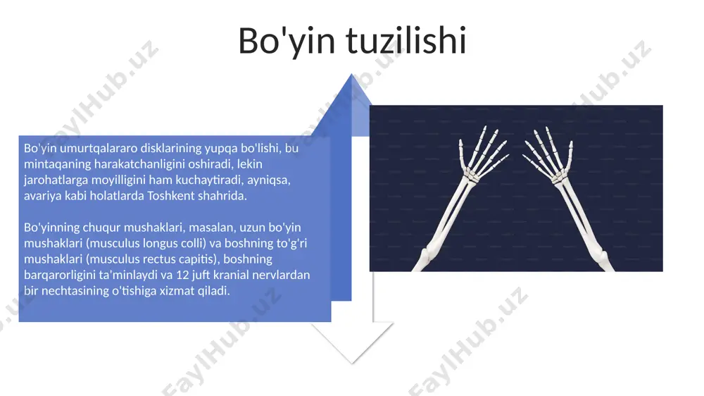 tana, boʼyin yuqori va pastki aʼzolar tuzilishi - Page 4