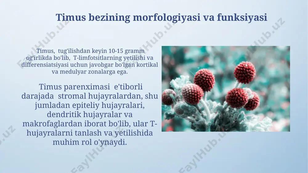immun-himoya reaksiyalarining morfologik asoslar - Page 4