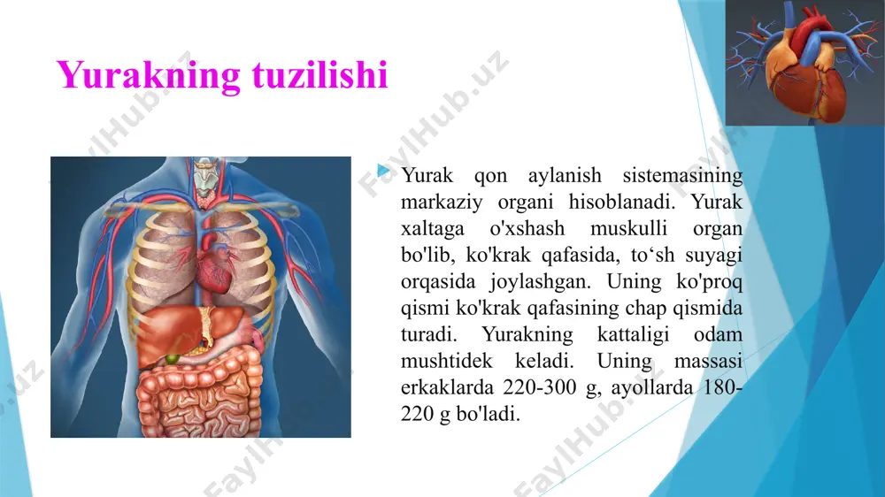 elib, yurak ishini boshqarib turadi. yurak ishining gumoral boshqarilishi image1.png image2.png image3.png image4.jpeg image5.png image6.png image7.png image8.png image9.png image10.png image11.png