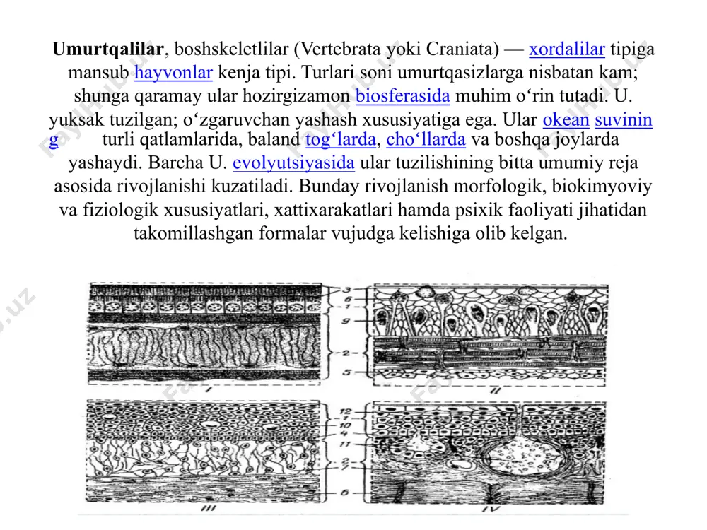 shqari sharoitda funksiyasini bajara olmaydi. tuzilishi va shakllanishi turli a’zolar yoki sistemalar hamkorlikda ma’lum bir vazifani bajaradi va a’zolar apparatini hosil qiladi. jumladan, harakat a’zolari yoki harakat apparati suyaklardan (skelet), ularni birlashtiruvchi boylamlar (bo‘g‘im va boylamlar) va skelet muskullaridan tuzilgan. bu harakat apparati yordamida organizm harakat qilish va ishlash qobiliyatiga ega bo‘ladi. bundan tashqari, u tayanch va muhofaza vazifalarini bajaradi. jumladan, kalla bo‘shlig‘i, ko‘krak qafasi, umurtqa pog‘onasining kanali va chanoq bo‘shlig‘ida joylashgan a’zolar tashqi muhit ta’siridan xoli bo‘lgan holda o‘z funksiyasini bajaradi. 4. ichki a’zolar haqidagi ilm (splanxnologiya) ovqat hazm qilish a’zolari, nafas a’zolari sistemasi, siydik va tanosil a’zolari sistemasini, jumladan: a) ovqat hazm qilish a’zolarining tuzilishi, vazifasi va iste’mol qilingan oziq moddalarning mexanik va kimyoviy parchalanishi hamda ularning so‘rilish jarayonlarini o‘rganadi; b) nafas a’zolari sistemasi organizmni kislorod bilan ta’minlab, karbonat angidrid gazini organizmdan chiqarish kabi murakkab vazifani ado etadi; v) siydik a’zolari organizmda moddalar almashinuvi jarayonida hosil bo‘ladigan va …