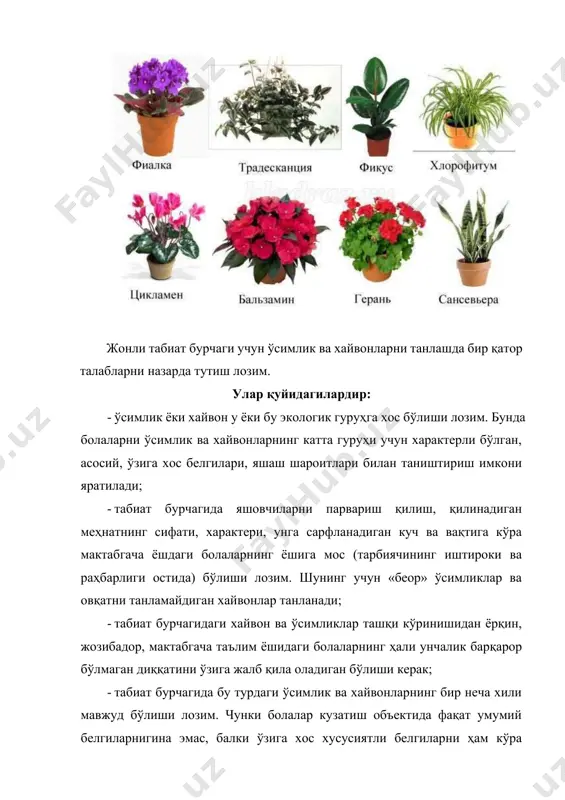 астлабки баҳорги гуллар, кузда қийғос гуллайдиган гулхонадаги декоратив ўсимликлар, хонадаги манзарали ўсимликлар, ҳашаротлар ва шу кабилар киради. турли ёш гурухларда табиат бурчагини ташкил этиш методикаси. кичик ёш гуруҳининг табиат бурчаги. кичик гуруҳ табиат бурчаги учун ўсимлик ва хайвонларни танлашда энг аввало болаларнинг нарсаларни идрок этиш хусусиятлари шунингдек, таълимий масалалар назарда тутилади. кичкинтойлар 2—3 хил ўсимликни билиб олишлари ва уларнинг асосий қисмларини (барги, пояси, гули) фарқлай олиб, номларини айтишлари лозим. иккинчи кичик гурухдаги болалар ўсимликларни парвариш қилишга жалб қилинадилар: улар ўсимликларга сув қуядилар (сувни катталар тайёрлаб беради, қанча қуйиш лозимлигини ҳам улар кўрсатишади), нам латта билан ўсимликларнинг баргларини артадилар. хайвонларни кузатар эканлар, болалар хайвонларни ташқи аниқ белгиларига: гавда қисмлари, ҳаракатланиш характери, чиқарадиган овозлари ва ҳоказоларга кўра таниб олишни, танасининг асосий қисмларини фарқлашни ўрганиб оладилар. тарбиячи болаларни кузатишга, саволни англашга, диққатни кузатилаётган нарсага қаратиб, унча мураккаб бўлмаган ҳаракатларидан фойдаланишга, кузатиш жараёнида берилган саволларга жавоб қайтаришга ўргатади. кичик ёш гуруҳнинг табиат бурчагига асосий …