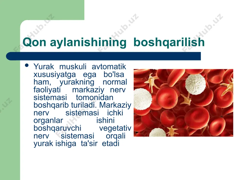 rotsit bo’ladi 7-9 yoshar bolalarda 80-81% gacha, 10-11 yashar bolalarda 85% katta odamlar qonida 100 gacha yani 100ml qonda 17’3 gr gemoglabin bo’ladi. gemoglabin 70%gacha yoki 100 ml qonda tushganda organizm kasal bo’ladi. qonning ahamiyati. qon odam organizmda muhim ahamiyatga ega bo`lib quyidagi funksiyalarni bajaradi: 1. qonning nafas olish funksiyasi. qon o'pkadan kislorodni qabul qilib, hujayra va to'qimalarga olib boradi. hujayralarda moddalar almashinuvi natijasida hosil bo'lgan karbonat angidrid gazini nafas olish organlariga yetkazadi. qonning transport (tashuvchanlik) funksiyasi. me`daichaklarda hazm bo'lgan oziq moddalar qon va limfatomirlariga so'rilib, qon orqali hujayralarga yetkaziladi. hujayralarda moddalar almashinuvi natijasida hosil bo'lgan qoldiq (zaharli) moddalarni ayirish organlariga yetkazib beradi. qon barcha to'qima va organlar funksiyasining gumorol yo'l bilan boshqarilishida ishtirok etadi. endokrin bezlarda sintez qilingan moddalar qonga o'tib, u orqali to'qima va organlarga yetkaziladi. qonning himoya funksiyasi. organizmga kirgan zaharli moddalar va mikroblar qon tarkibidagi leykositlar tomonidan yutib, parchalab, eritib yuboriladi. bundan tashqari qon zardobtda oqsil …