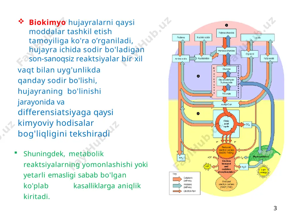 g'lar bilan bog'lanib, hujayra organellalarida birga mavjud bo'lgan supramolekulyar komplekslarni hosil qiladi. 13 biokimyo fanidan ma'ruza matnlari i. amino kislotalar       r-ch-cooh r-ch-ch-cooh r-ch-ch2-ch2-cooh nh2 -aminokislota nh2 -aminokislota nh2 -aminokislota molekulalarida amino (-nh2) va karboksil guruh (-(cooh) mavjud bo’lgan birikmalar aminokislotalar kislotalar deyiladi. enantoyomer yoki ikki shaklli l-izomer va d-izomer (enantiomer) tuzilishga ega aminokislotalar mavjud.. amino kislotalarning eng oddiy vakili glitsindir. (h2n-ch2-cooh) amino kislotalar tasnifi oqsilning tuzilishida mavjud bo’lgan 20 ta aminokislotalar. bu aminokislotalar tabiatda keng tarqalgan . oddiy tarmoqlangan oltingugurtli glitsin alanin valin leysin izolösin sistein metionin ikkiasosli va amin hosilalari glutamik kislota asparagin glutamin lizin arginin gistidin prolin fenilalanintirozin triptofan treonin gidroksillangan asosiy xalqali tuzilishli aromatik glitsingly(g) valin val (v) alanin ala (a) leysinleu(l) izoleysin prolinpro (p) serin ser (s) treonin thr(t) asparagin asn (n) glutamingln (q) sisteincys(c) metionin (m) tirozintyr (y) lizin lys (k) fenilalaninphe (f) triptofantrp (v) histidinhys(h) glutamat glu (to) …