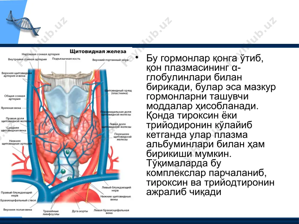 тўқима гормонлари - Page 5
