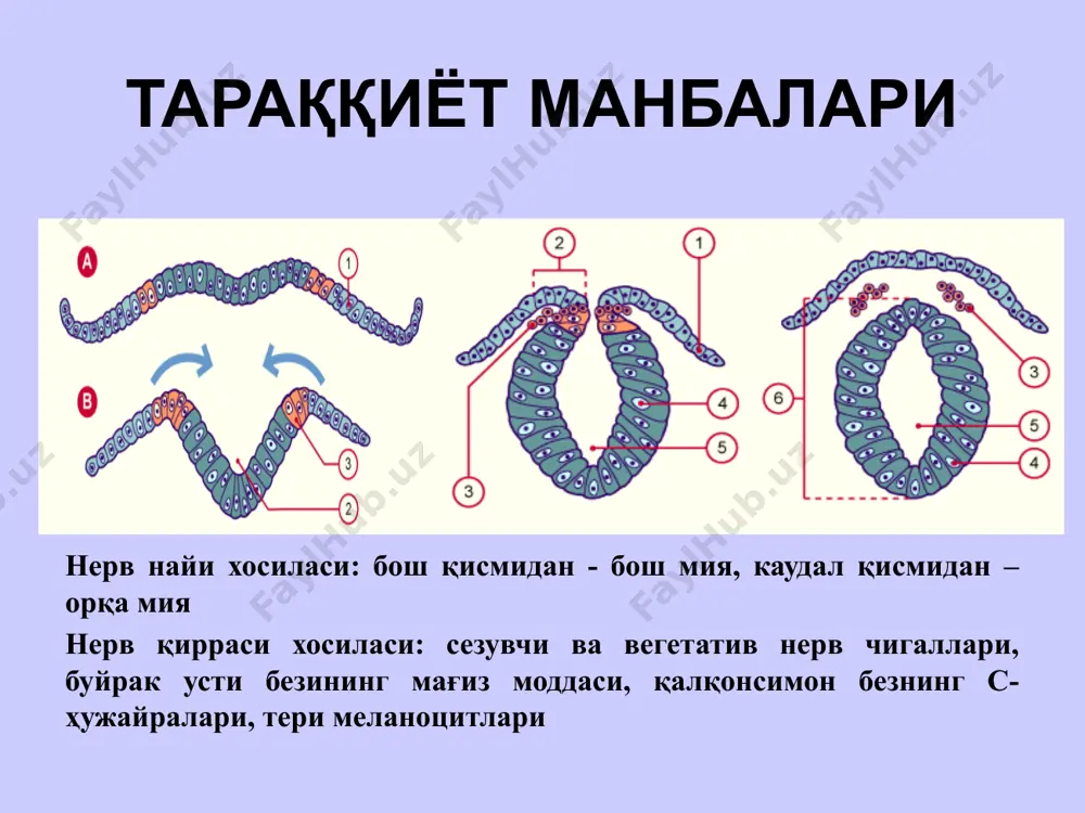 peripheral nerve to reach target muscle орқа мия нейронлари ва ядролари нейронлар: 1) тутамли (аксони орқа мия кул ранг моддасидан чиқиб, орқа мияни бош мия билан боғловчи тутамлар ҳосил қилади); 2) илдизча (аксони орқа миянинг олдинги илдизчасини хосил қилишда иштирок этади); 3) ички. орқа мия ядролари: тутамли нейронлар хосил қилган ядролар: 1) орқа шохнинг хусусий ядроси (ушбу ядродан чиққан аксонларнинг бир қисми қарама-қарши томондаги оқ моддага ўтиб, олдинги (вентрал) орқа мия-мияча, иккинчи қисми эса кўрув дўмбоғига импульс олиб келувчи орқа мия-таламик ўтказув йўлларини хосил қилади). 2) дорсал (кларк) ядроси (аксони шу томондаги оқ моддага ўтиб, орқа (дорсал) орқа мия-мияча ўтказув йўлини хосил қилади). 3) медиал-оралиқ ядро (аксони ўзи томонидаги орқа мия-мияча ўтказув йўлига қўшилади). илдизча нейронлар хосил қилган ядролар: олдинги шох ядролари (медиал ва латерал гуруҳ ядролари фарқ қилинади. латерал ядролар орқа миянинг бўйин ва бел-думғаза бўртмаларида жойлашиб, уларнинг аксонлари қўл ва оёқ мушакларига йўналади. медиал ядролари тана мушакларини иннервациялайди) …