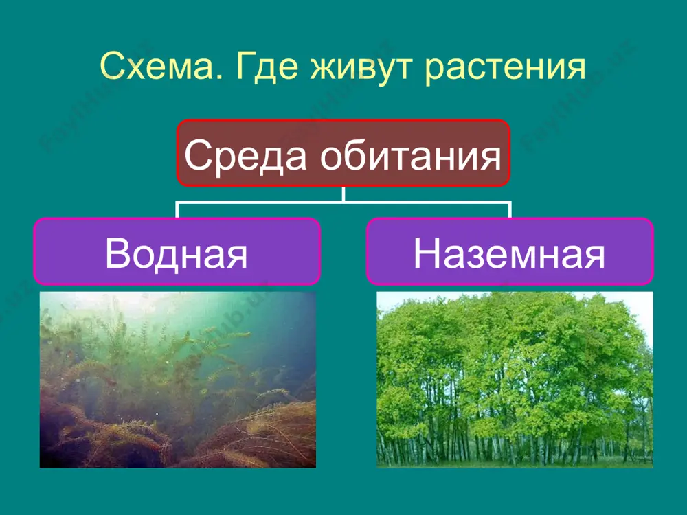 ысшими. схема. высшее и низшие растения растения высшие низшие * в царстве растений сосуществуют высшие и низшие растения. если внимательно рассмотреть водоросль (например, такую как фукус) то мы не найдем у нее ни корней, ни стебля, ни листьев. растение, имеющее такое строение, называется низшим. тело высших растений разделено на органы, а низшего растения – нет. цветковые растения * высшие растения – самая многочисленная группа растений на земле. среди них самое значимое место занимают цветковые растения. тебе, наверняка, хорошо знакомы многие цветковые растения. это колокольчик и береза, морковь и яблоня, ландыш, клевер, пшеница и многие другие. тело цветковых растений включает в себя следующие органы: корни, побеги, цветки, плоды с семенами. побег * что такое побег? куда он бежит? к свету, к солнцу. потому что побег - это надземная часть растения. он состоит из стебля и листьев. стебли и листья есть не только у цветковых растений, а вот цветки и плоды - …