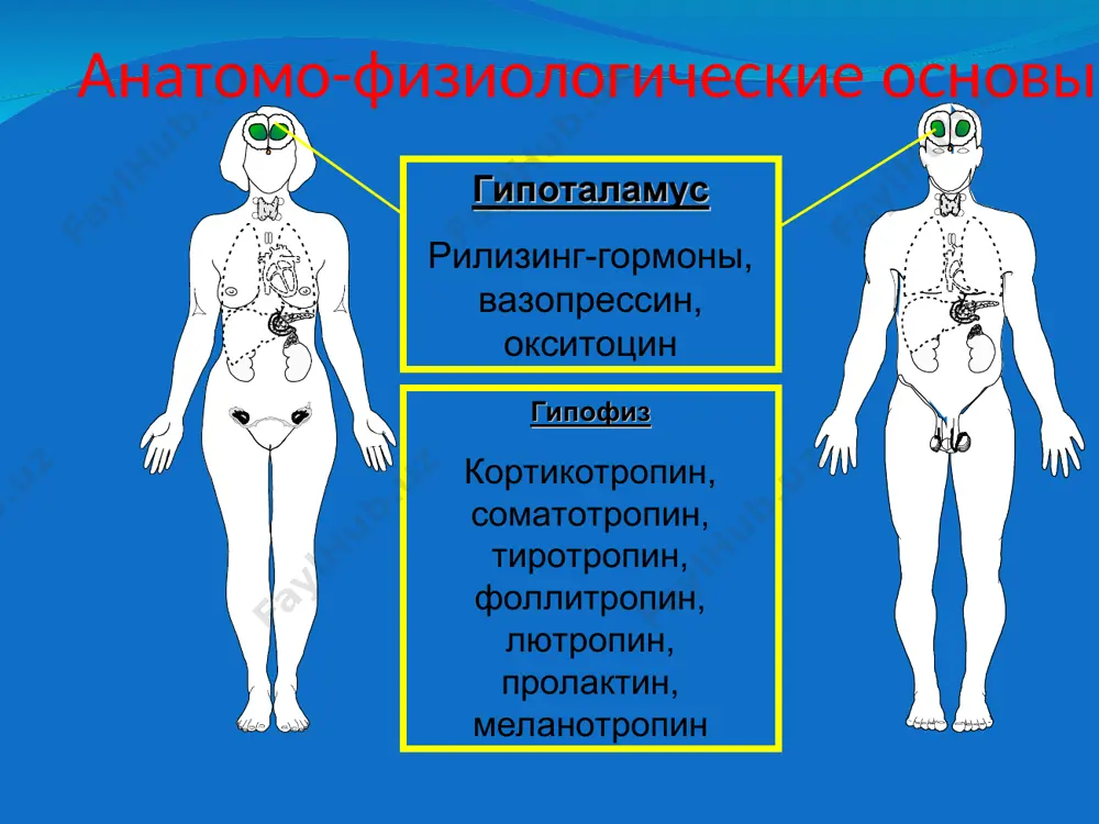 etix bolnix sozdayotsya vpechatlenie vinujdennoy ulibki. u bolnix akromegaliey otmechaetsya moshnoe razvitie muskulaturi. oblast shei: razmeri shitovidnoy jelezi glaza: ekzoftalm(gipertireoz), periorbitalniy otek(gipotireoz), diplopiya(tireotoksikoz) obshiy osmotr shitovidnoy jelezi: razmeri konsistentsiya pulsatsiya podvijnost yaichek: razmeri konsistentsiya raspolojenie palpatsiya palpatsiya shitovidnoy jelezi pri palpatsii shitovidnoy jelezi legko otsenit eyo razmeri, plotnost, xarakter poverxnosti, nalichie uzlov. palpatsiyu shitovidnoy jelezi provodyat dvumya rukami. pri etom chetire paltsa kajdoy ruki pomeshayut za zadnie kraya grudinno-klyuchichno- sostsevidnoy mishtsi, a bolshie paltsi raspolagayut po perednim krayam etix mishts, vblizi ot yaremnoy virezki. zatem bolnogo prosyat sdelat glotok. pri etom shitovidnaya jeleza, v chastnosti eyo doli, dvijetsya vmeste s gortanyu mejdu palpiruyushimi eyo bolshimi paltsami vracha stepeni uvelicheniya o-shitovidnaya jeleza ne proshupivaetsya 1-shitovidnaya jeleza proshupivaetsya osobenno ee peresheek 2-uvelichenie jelezi opredelyaetsya pri oshupivanii i glotanii 3-uvelichenie jelezi zametno pri osmotre 4-izmenenie konfiguratsii ili zob yasno viden 5-zob dostigaet bolshix razmerov sindrom giperglikemii sindrom gipertireoza sindrom gipotireoza osnovnie endokrinologicheskie sindromi …