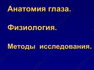 анатомия глаза — PPT