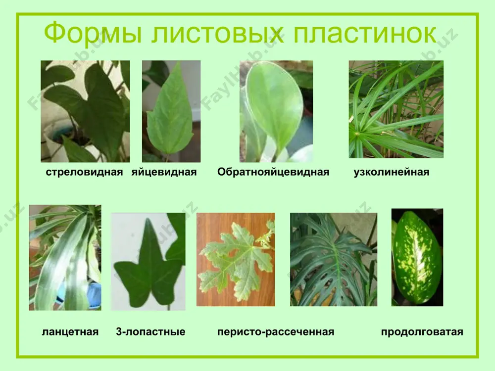 vneshnee stroenie lista - Page 5