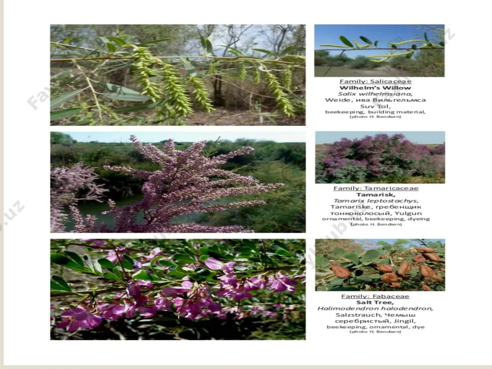 flora and fauna around touristic sights in khorezm and karakalpakstan - Page 4