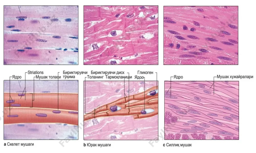 an qon tomirlari: a. facialis, a. temporalis superf chaynov muskullari chaynov muskullari to’rtta bo’lib ular kalla suyagidan boshlanadi va pastki jag’ suyagining turli qismlariga yopishadi. chaynov muskullarining vazifasi pastki jag’ suyagini yuqori jag’ suyagiga yaqinlashtirishdan iborat. chaynov muskuli (m.masseter) chakka muskuli (m.temporalis) laterial muskul (m.pterygoideus lateralis) medial muskul (m.pterygoideus medialis) bo’yin muskullari bo'yin muskullarining vazifalari nafaqat bo'yinning egilishi va kengayishi, boshning burilishlari va egilishi, halqum va gioid suyagining siljishidir. bu harakatlar boshning muvozanatini, normal yutishini va ovozni shakllantirish imkoniyatini ta'minlaydi. bo'yinning qalin mushak ramkasi umurtqa pog'onasi, traxeya, halqum, qizilo'ngach, qalqonsimon bez, qon tomirlari va nervlarni xavfli tashqi ta'sirlardan himoya qiladi. ko’krak qafasi muskullari tashqi qovurg’alar aro muskullar (mm. intercostalis externi) ichki qovurg’alar aro muskullar (mm.interxostalis interni) qovurg’a osti muskuli (m.subcostales) ko’krakning ko’ndalang muskuli (m. transversus thoracis) tashqi qovurg’alar aro muskullar qovurgʼalararo tashqi muskullarning tolalari yuqoridan pastga va orqadan oldinga yoʼnalgan bo‘lib, yuqori qovurgʼa pastki chetining tashqi yuzasidan boshlanadi va pastki …