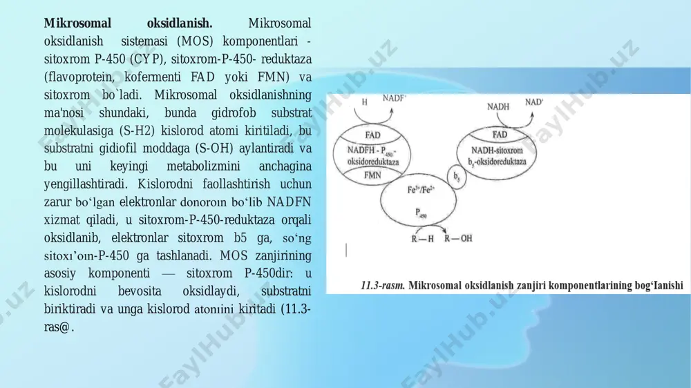 kogoldegidrogenaza (adg) ta'siri ostida nadnni hosil qilgani holda, atsetaldegidga aylanadi. adg ruxga bog‘liq ferment bo‘1ib, sitoplazma va mitoxondriyalarda joylashgan, induksiyalanmaydi, 2 izoshakli mavjud; 1. etanol sitoxrom p-450 2el va nadfn ta'siri ostida atsetaldegidni hosil qiladi, bunda nadf paydo bo‘ladi. bu yo‘l eprda kechadi, ferment indutsiyalanadi va bu alkogolni suiiste'mol qilishda ahamiyatga egadir. reaksiya kislorodning faol shakllarini hosil bo‘1ishi bilan kechadi; 2. etanol katalaza ta'siri ostida vodorod peroksidi bilan atsetaldegid hosil qiladi. bu yo‘l mitoxondriyalarda kechadi. atsetaldegidning keyingi metabolizmisirka kis1otasihosilbo‘lguncha 2 yot bilan: fadga bogdiq aldegidoksidaza (vodorod peroksidini hosil bo‘lishi bilan) va nadga bog‘liq atsetaldegiddegidrogenaza (nadn hosil bo‘lishi bilan) ta'siri ostida kechadi. aldegidoksidaza va atsetaldegiddegidrogenaza hujayrada turlicha tarqalgan: sitozolda — 80 % aldegidoksidaza va 20 % atsetaldegiddegidrogenaza; mitoxondriyalarda bu foiz nisbatlari teskaridir. jigar detoksikatsion funksiyasiga ta'sir qiluvchi omillar. ksenobio‘ik1aming zararsizkmtirilishi intensivligi mos fermentlari faolligi va mos joylashgan membranalarning butunligiga bog‘1iq. mos faolligiga jigarda glikogen. fosfolipidlar, oqsillar, askorbin kislotasi miqdori hamda selen, …