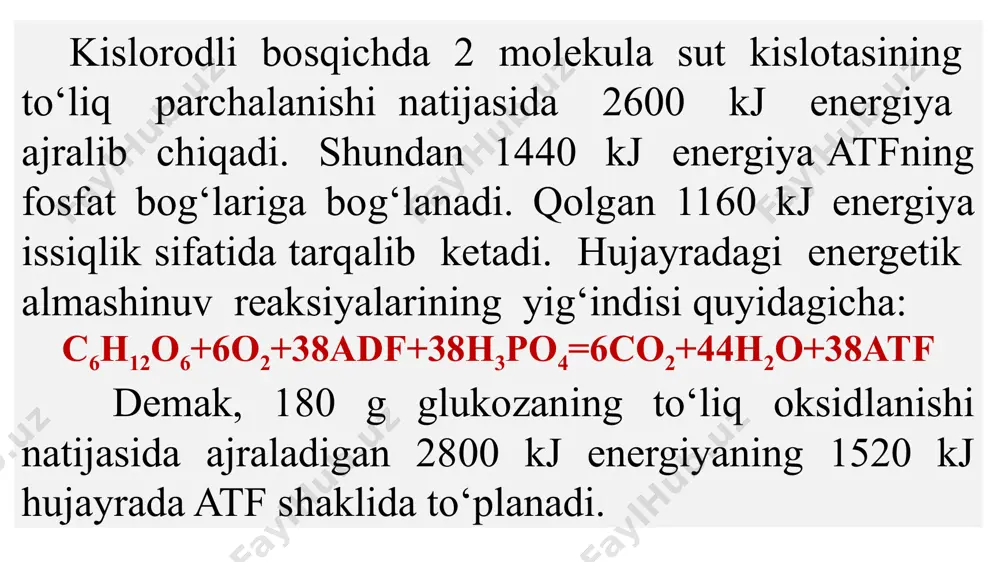 glamasini yozib olamiz: 6co2 + 18atf + 12 org. birikma h2 = c6h12o6 + 6h2o + 18adf + 18h3po4 + org. birikma 9 – sinf darsligining 33-§ dan ma’lumki, o‘simlik mitoxondriyalarida xloroplastlardagidan 30 marta kam atf hosil bo‘ladi. aerob 1 : 30 yorug‘lik 90 x 18 = 1620 ta atf sarflangan 1620 : 30 = 54 ta atf aerob sharoitda sintezlangan dtm tipidagi masalalar hayvon hujayralarida 3 molekula glukoza parchalangan bo‘lsa, energiya almashinuvining i bosqichida necha molekula atf hosil bo‘lgan a), ii bosqichda qancha energiya b) kj da ajralgan? ii va iii bosqich parchalanishda hosil bo‘ladigan e qanday taqsimlanishini yozamiz: ii bosq→200 kj iii bosq →2600 kj< ma’lumki, i bosqichda hosil bo`lgan e kam bo‘lib, barchasi issiqlik ko‘rinishida chiqib ketadi. atf hosil bo‘lmaydi. ii bosqichda hosil bo‘lgan jami atf va q issiqlik e ni topib olamiz: 1 mol glukoza _______ 2 atf x 40 = 80 kj 3 mol glukoza …