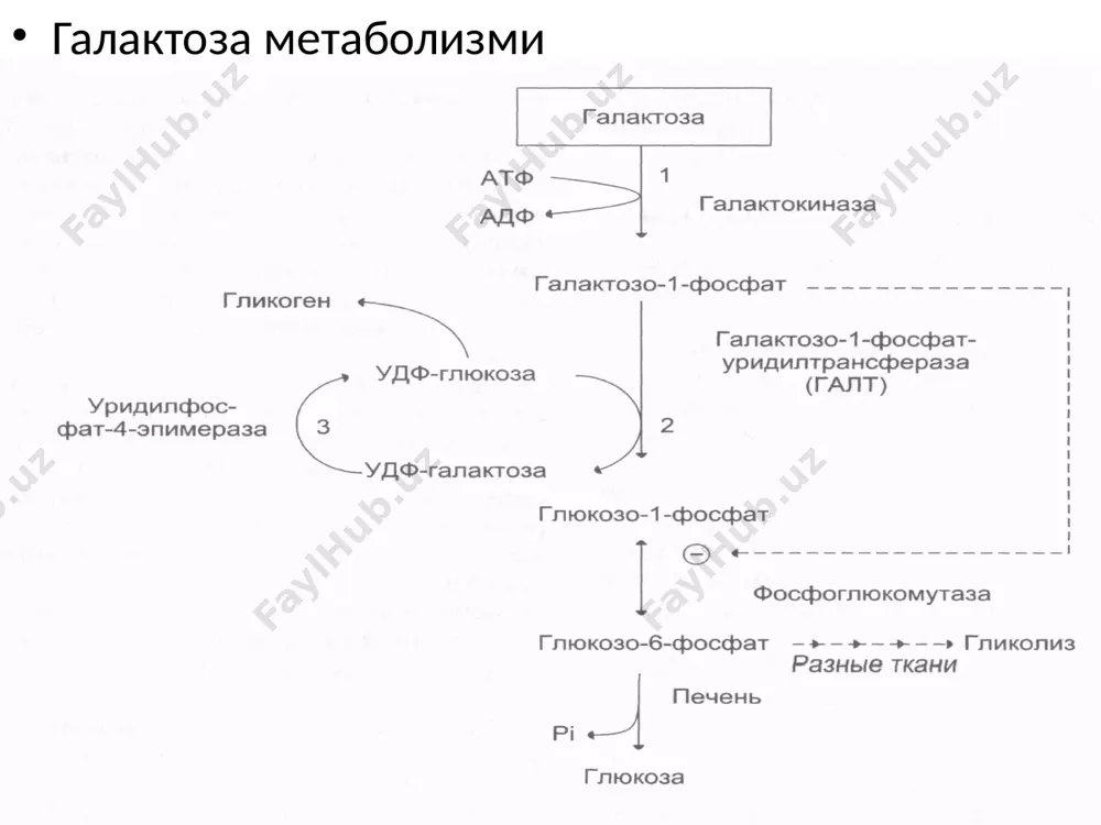 шилик кўрсатади. 5.босимга нисбатан тўқималарга эластиклик ва чидамлиликни беради. 6.молекуляр элак сифатида йирик катионлар силжишини чегаралайди. глюкозаминогликанлар гетерополисахаридлар ҳисоблананиб, асосан қуйидаги гуруҳларга бўлинадилар: 1. гиалурон кислота 2. хондриотинсульфатлар 3. дерматансульфатлар 4. кератансульфатлар 5. гепарин ва гепарин сульфатлар гепарин мол.оғирлиги 15000-20000 структур элементлари: глюкозамин, глюкурон кислота, сульфат кислота α-1,4-боғлар ёрдамида боғланган гепариннинг аҳамияти 1.антикоагулянт 2.ёғ алмашинувида иштирок этади. 3.витамин к антагонисти 4.липопротеинлипаза ферменти фаоллигини оширади, натижада қонда холестерин ва β-липопротеидлар миқдори камаяди. бириктирувчи тўқима хужайрадан ташқари моддасини протеогликанлар ҳосил қилади ва тўқима қуруқ массасининг 30% ни ташкил этади. булар юқори молекуляр оғирликга эга бўлган полианион моддалар бўлиб, катта миқдорда турли гетерополисахарид ён занжирларини тутади. полипептид ўзан билан ковалент боғланган. оддий гликопротеидлардан фарқли равишда протеогликанлар 95% гача углеводларни сақлайди. ўз хусусиятлари бўйича оқсиллардан кўра полисахаридларга кўпроқ ўхшайди. протеогликанлар полисахарид гуруҳларини протеолитик фермент таъсир этиб ажратиб олиш мумкин. бу гуруҳларни аввал мукополисахаридлар деб аталар эди. ҳозир уларни гликозаминогликанлар дейилади, чунки уларни ҳаммаси глюкозамин …