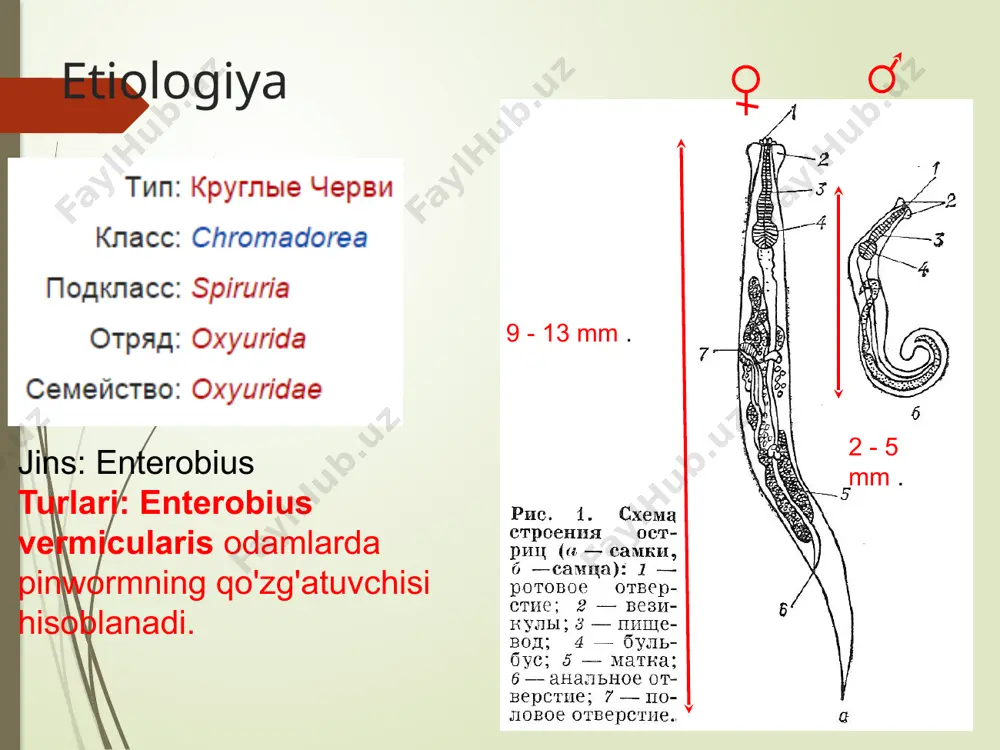ostritsa , enterebioz - Page 5