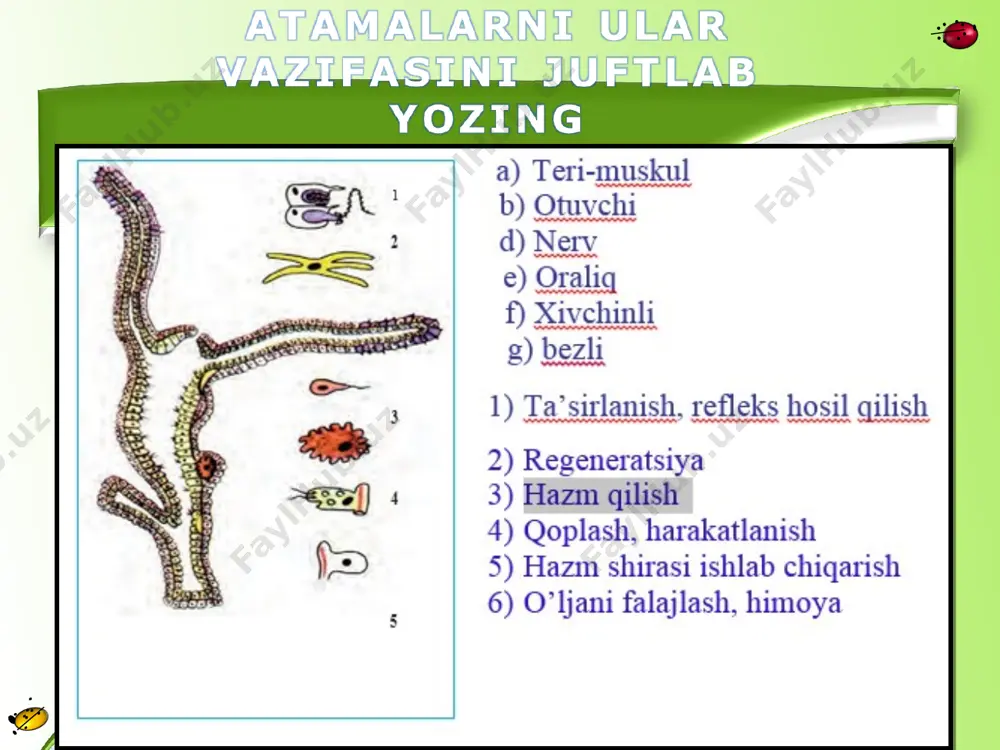 yassi chuvalchanglar tipi: kiprikli chuvalchanglar sinfi - Page 4