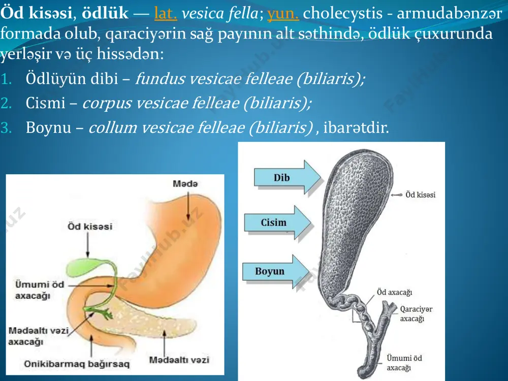 yyatının müayinəsi ilə yanaşı yüksək informativliyi olan bir çox müasir xüsusi müayinə metodu tətbiq olunur.müayinə metodlarını əsasən iki qrupa bölmək olar: operasiyaönü və operasiya vaxtı aparılan müayinələr operasiyaönü müayinələr  duodenoskopiya  qarın boşluğunun ümumi rentgenoqrafiyası  xolesistoqrafiya  i̇ntravenoz xolesisto-xolangioqrafiya  perkutan xolangioqrafiya  laparaskopiya  retroqrad xolangioqrafiya  fistuloqrafiya  selektiv angiqrafiya  kompyuter tomoqrafiya, mr  ultrasəs (sonoqrafiya) müayinsəi i̇nrtaoperasion müayinı metodları: • i̇ntraoperasion xolangioqrafiya • rentgen-televizion xolangioskopiya • xoledoxoskopiya • transillüminasiya • zond müayinəsi • duodenotomiya i̇stənilən xəstəlik, o cümlədən od yolları xəstəlikləri təbii olaraq orqanın funksiyasının pozulmasına gətirib çıaxrır. bu pozulma iki səbəbdən baş verə bilər: birincisı, orqanın özündə olan və klinik olaraq təyini çətin olan ultrastruktural dəyişıkliklərin nəticəsində baş verən pozulmalar ki, buna birincili funksional xəstəlik deyilir. i̇kincisi isə, orqanın özündəki makroskopik xəstəliyin və ya orqanızmdəki hormonal dəyişikliyin nəticəsində baş verən pozulmalar ki, buna ikincili funksional pozulmalar deyilir. birinci halda funksional pozulma sərbəst xəstəlik …