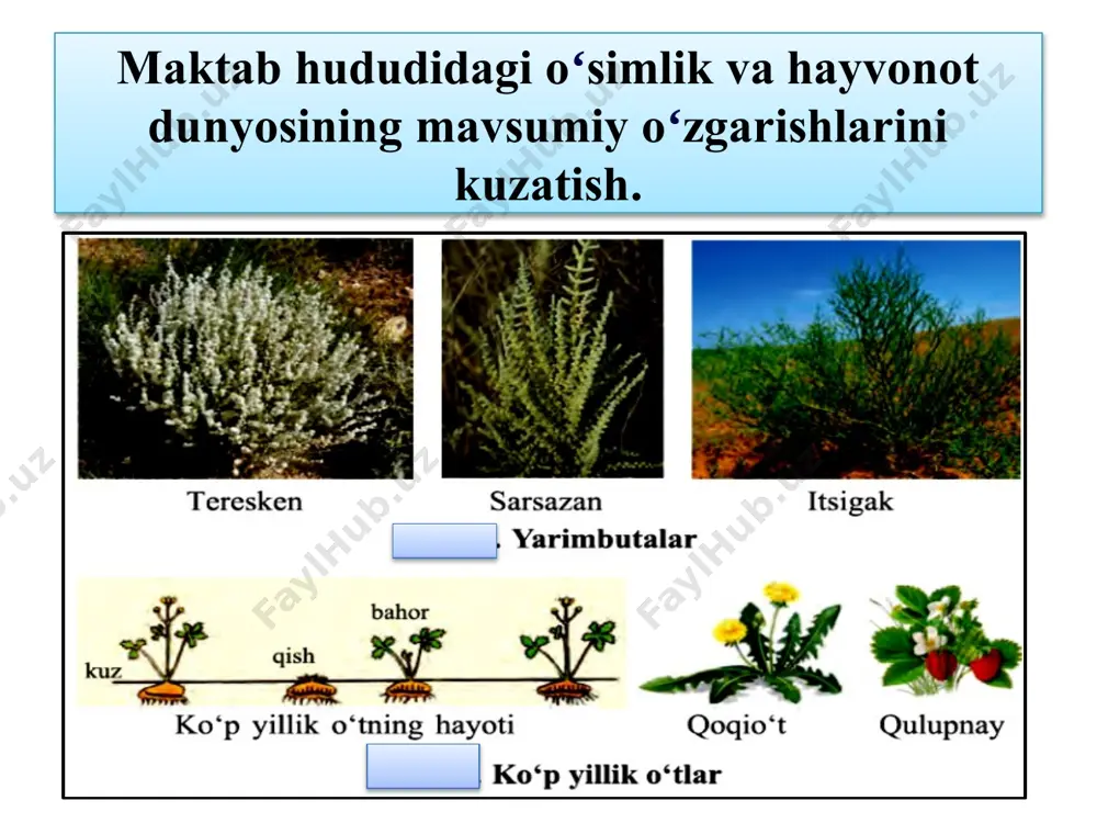 maktab hududidagi oʻsimlik va hayvonot dunyosining mavsumiy oʻzgarishlarini kuzatish - Page 3