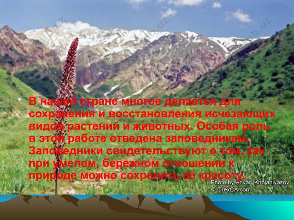 заповедники узбекистана - Page 5