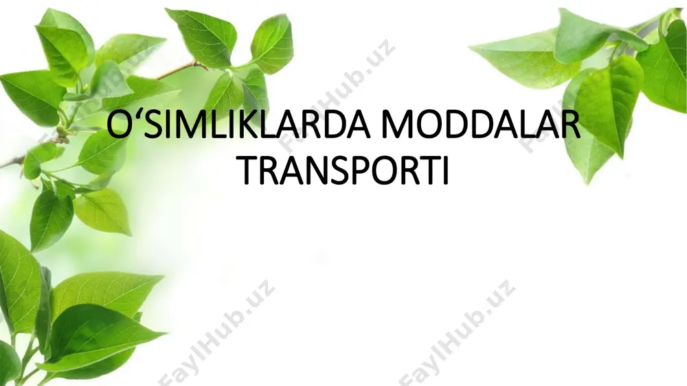 sistemasi, ya’ni o‘tkazuvchi to‘qima hujayralari orqali o‘simlikning barcha organlariga yetkaziladi. poyaning ko‘ndalang kesmasi quyidagicha tuzilgan. • poyada transport vazifasini ksilemada joylashgan o‘tkazuvchi naylar va floemadagi elaksimon naylar amalga oshiradi. • ksilema murakkab tuzilgan bo‘lib, o‘tkazuvchi, mexanik (yog‘ochlik tolalari), asosiy (jamg‘aruvchi) to‘qimalardan tashkil topgan. ksilemaning o‘tkazuvchi to‘qimasi, ya’ni o‘tkazuvchi nay hujayralari orqali ildizdan o‘simlikning barcha organlariga suv va mineral moddalar transporti amalga oshiriladi. • floema ham murakkab tuzilgan bo‘lib, o‘tkazuvchi, mexanik (lub tolalari), asosiy (jamg‘aruvchi) to‘qimalardan tashkil topgan. floemaning o‘tkazuvchi to‘qimasi, ya’ni elaksimon nay hujayralari orqali barg larda hosil bo‘lgan organik moddalar o‘simlikning barcha organlariga tashiladi. elaksimon nay yadrosiz tirik hujayralardan iborat. ular yonidagi yadroga ega yo‘ldosh hujayralar elaksimon naylarni oziq va energiya bilan ta’minlaydi. naylar orasidagi elaksimon to‘siqlar shakarni suvda erigan holda o‘tkazadi. • floema va ksilema ildizda, poyada va bargda yonma-yon joylashadi va mexanik to‘qima tolalari bilan birga nay-tolali bog‘lamlarni hosil qiladi • o‘simlik bargi doimiy ravishda suv bug‘latib, …