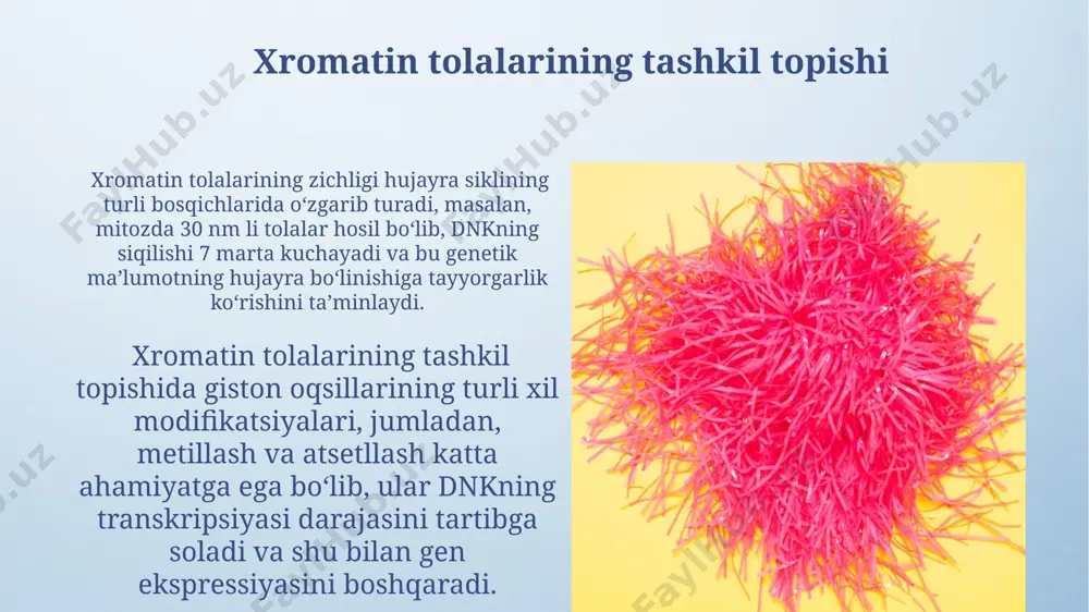 tik o'zgarishlar orqali, gen ekspressiyasini faollashtirishi yoki bostirishi mumkin, bu esa masalan, kaliforniya universiteti tadqiqotlarida tasdiqlangan. xromatinning yuqori darajadagi tuzilishi xromatinning yuqori darajadagi tashkil topishi, xususan, metafaz xromosomalarining hosil bo'lishida, 700 nm diametrli xromomerlarning hosil bo'lishi orqali amalga oshiriladi, bu esa gen ekspressiyasini tartibga solishda muhim rol o'ynaydi. xromatinning yuqori darajadagi tuzilishi 30 nm tolalarining solenoid tuzilishini o'z ichiga oladi, bu yerda 6 ta nukleosomalar bir-biriga spiral shaklida o'ralgan bo'lib, gistonga bog'liq oqsillar orqali birlashtiriladi, bu esa xromatin zichligini oshiradi. xromatinning tarkibiy qismlari xromatinning asosiy tarkibiy qismlari bo'lgan gistonga 5 ta asosiy tur (h1, h2a, h2b, h3 va h4) kiradi va ularning genetik ifoda etilishini tartibga solishda, masalan, genlarni faollashtirish yoki susaytirishda muhim rol o'ynaydi xromatin tarkibiga 147 bazali juftlikdan iborat dnk molekulasi va 8 ta gistondan tashkil topgan oktamer, shuningdek, bog'lovchi gistoni h1 kiradi, bu tuzilma nukleosomani hosil qiladi va hujayra yadrosi, xususan, eukaryotlarda joylashgan. xromatinning dinamik tabiati xromatinning …