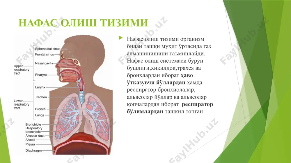 босимининг ортиши; -коптокча капсуласидаги босимнинг ортиши; -коптокча фильтри хусусиятларининг ўзгариши. фильтрациянинг ортиши -коптокча капиллярларидаги гидростатик босимнинг ортиши; -ќон онкотик босимининг пасайиши; -коптокча фильтри ўтказувчанлигининг ортиши. коптокча фильтри ўтказувчанлигининг ортиши белгиси - протеинурия келиб чиқишига кўра -функционал (1 г/л гача) -органик (10-15 г/л дан 80-100 г/л гача) ажралиб чиқувчи оксил молекуляр оѓирлигига кўра -селектив (молекуляр массаси 70000 гача) -носелектив (молекуляр массаси 80000-12000) реабсорбция бузилиши кўринишлари сув ва натрий реабсорбциясининг камайиши (альдостерон ва адг фаоллиги пасайганда); оқсил реабсорбцияси камайиши (турли хил захарланишларда, куйиш касаллигида, d гиповитаминозида, ўткир буйрак етишмовчилигида); глюкоза реабсорбцияси камайиши (буйрак сурункали касалликларида, симоб, ќўрѓошин билан захарланганда); аминокислоталар реабсорбцияси камайиши (глицинкиназа, цистеинкиназа ферменлари фаоллиги билан кечувчи тубуляр синдромда). ўткир буйрак етишмовчилиги турлари преренал (артериал босимнинг кескин тушиши, гиповолемия); ренал (нефротоксик моддалар билан захарланиш, гломерулонефритлар, аутоиммун хасталиклар); постренал (сийдик йўлларининг окклюзияси) аренал (буйраклар шикастланганда ёки олиб ташланганда) сурункали буйрак етишмовчилиги сабаблари сурункали гломерулонефрит; фанкони синдроми; икки томонлама буйрак артериялари стенози, ёмон …